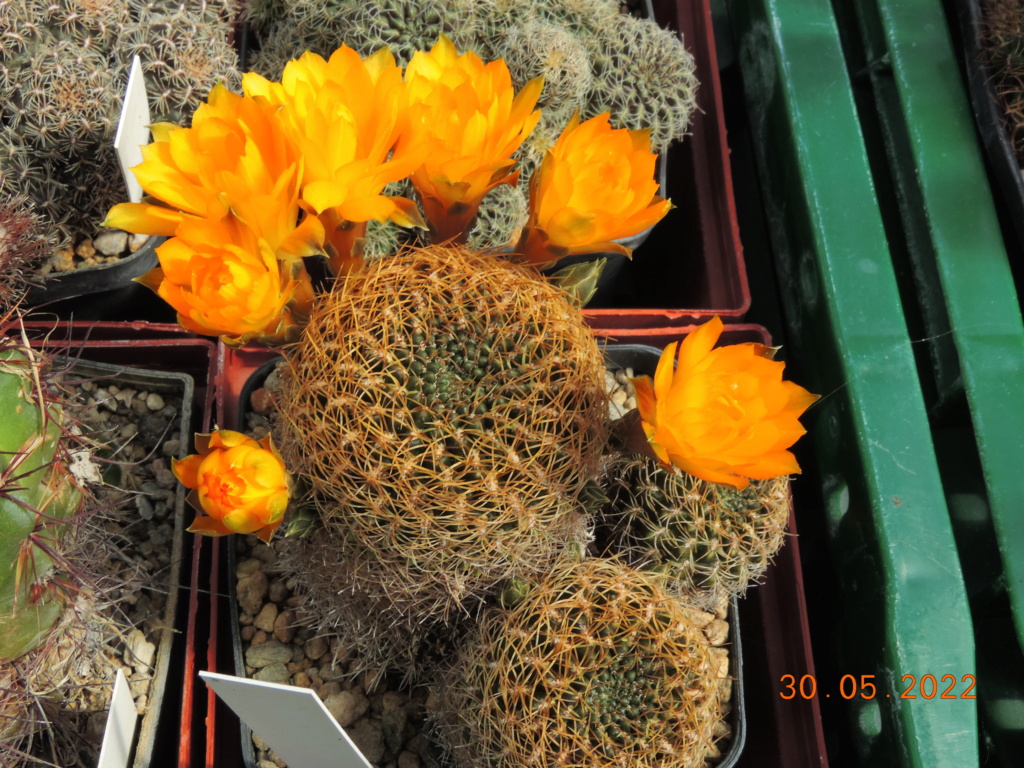 Cacti and Sukkulent in Köln, every day new flowers in the greenhouse Part 275 Bild9329