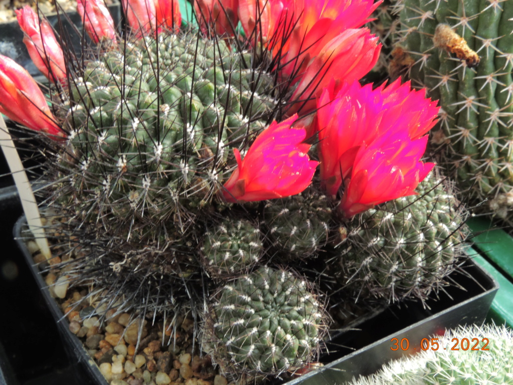 Cacti and Sukkulent in Köln, every day new flowers in the greenhouse Part 275 Bild9332
