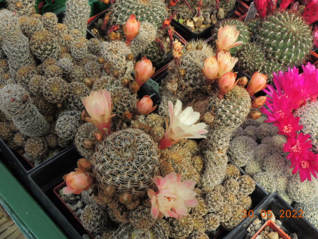 Cacti and Sukkulent in Köln, every day new flowers in the greenhouse Part 275 Bild9334