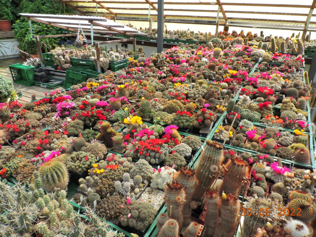 Cacti and Sukkulent in Köln, every day new flowers in the greenhouse Part 275 Bild9335