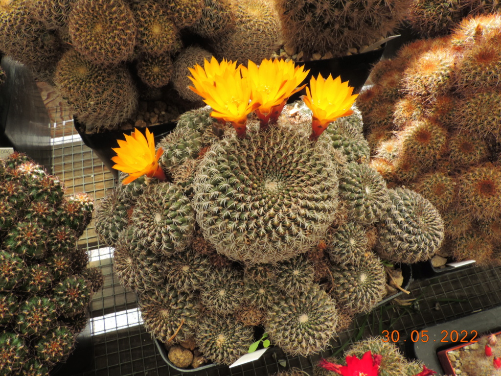 Cacti and Sukkulent in Köln, every day new flowers in the greenhouse Part 275 Bild9340