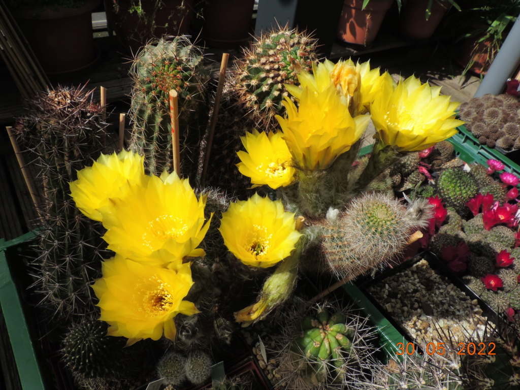 Cacti and Sukkulent in Köln, every day new flowers in the greenhouse Part 275 Bild9343
