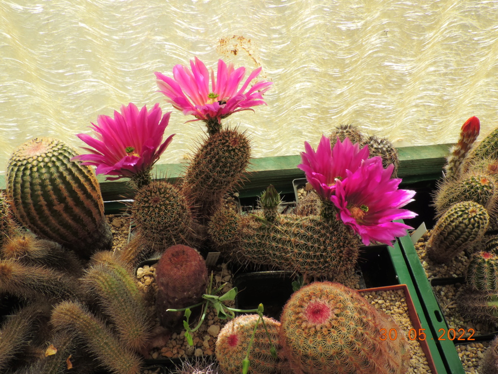 Cacti and Sukkulent in Köln, every day new flowers in the greenhouse Part 275 Bild9344