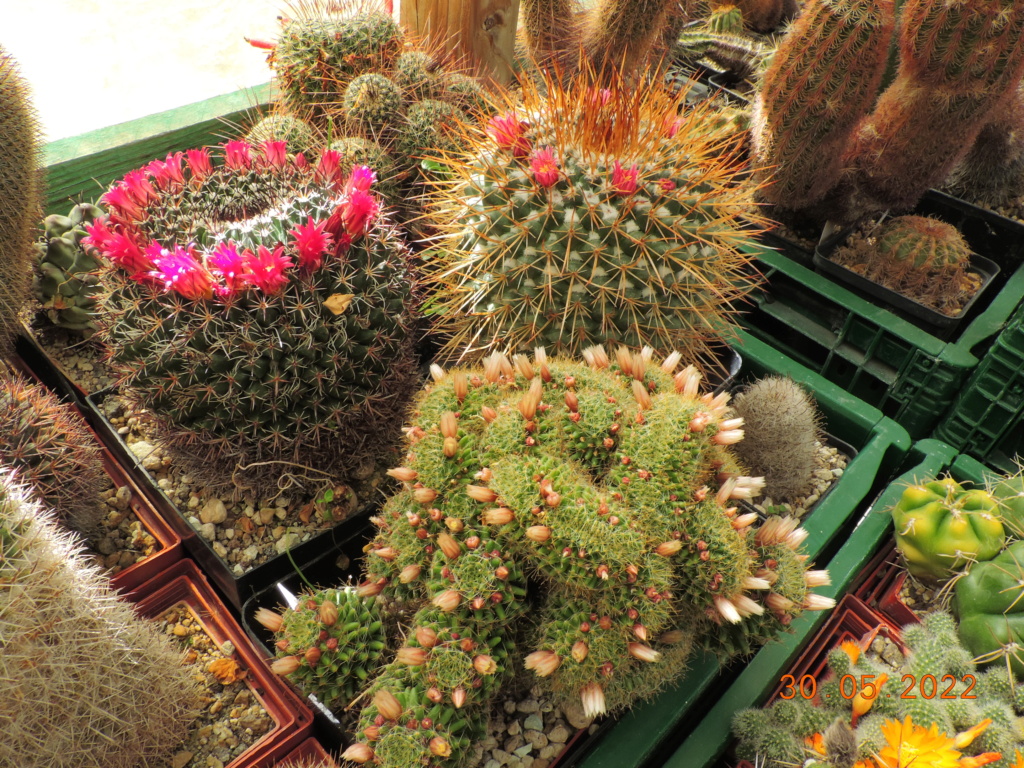 Cacti and Sukkulent in Köln, every day new flowers in the greenhouse Part 275 Bild9345