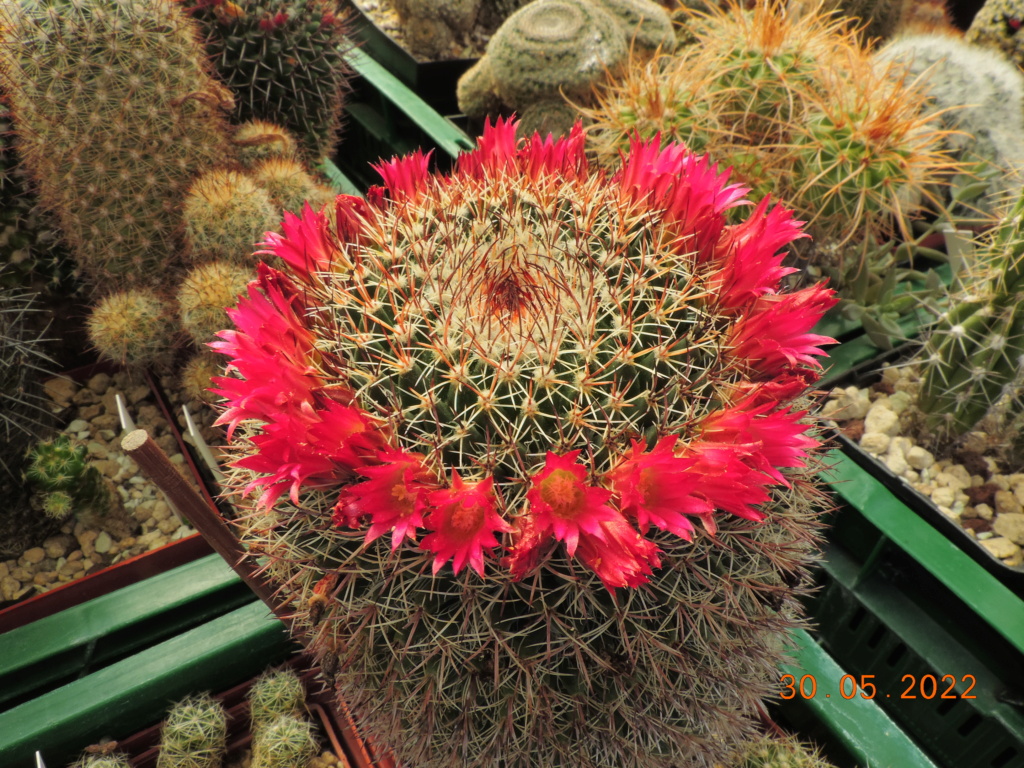 Cacti and Sukkulent in Köln, every day new flowers in the greenhouse Part 275 Bild9348