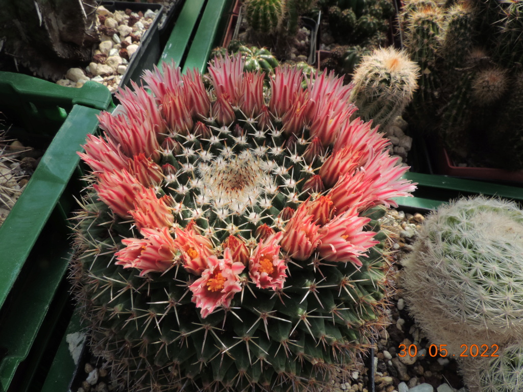 Cacti and Sukkulent in Köln, every day new flowers in the greenhouse Part 275 Bild9349