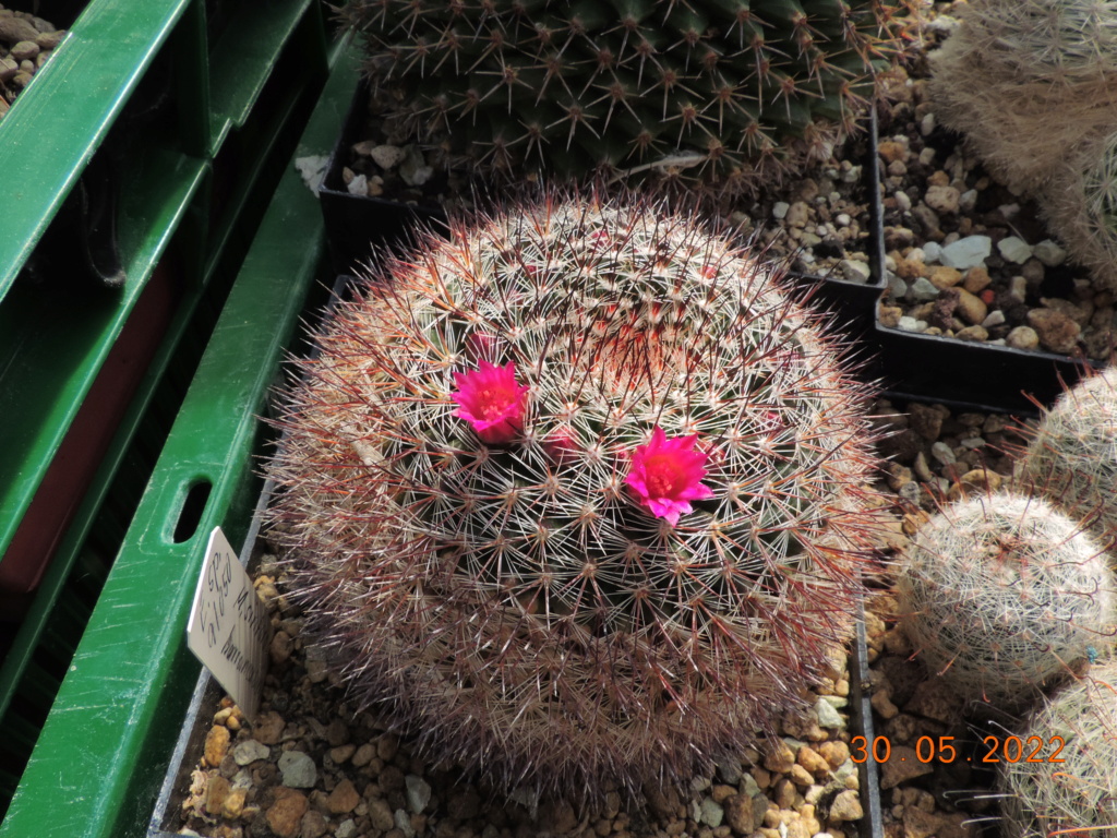 Cacti and Sukkulent in Köln, every day new flowers in the greenhouse Part 275 Bild9350