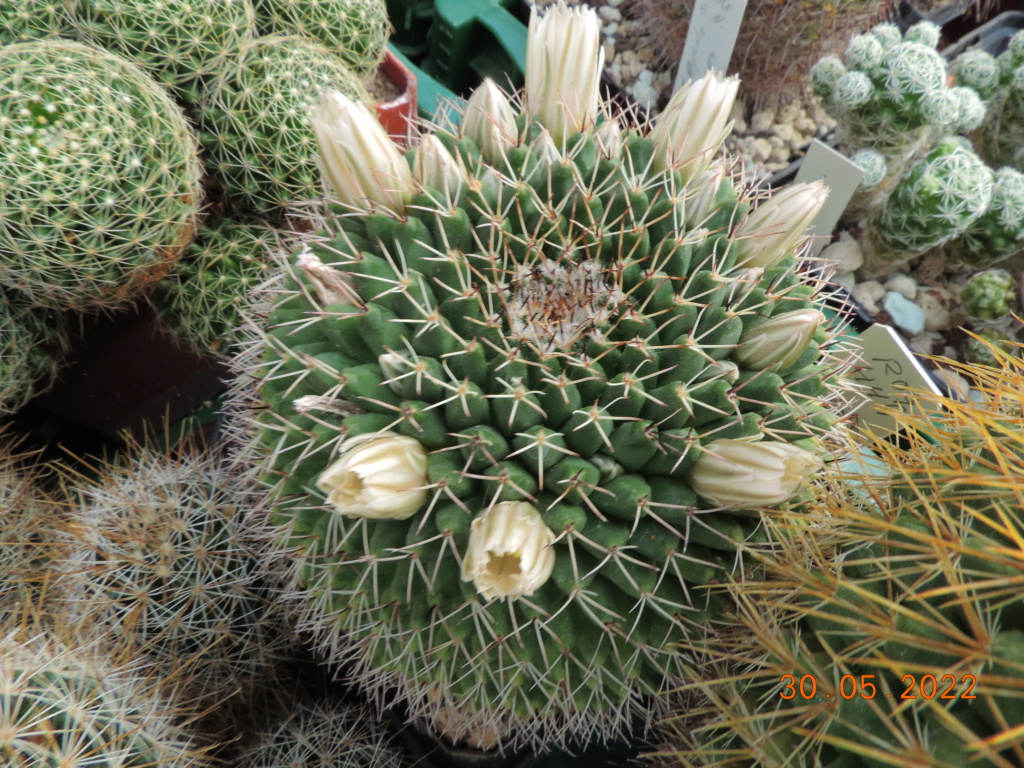 Cacti and Sukkulent in Köln, every day new flowers in the greenhouse Part 275 Bild9352