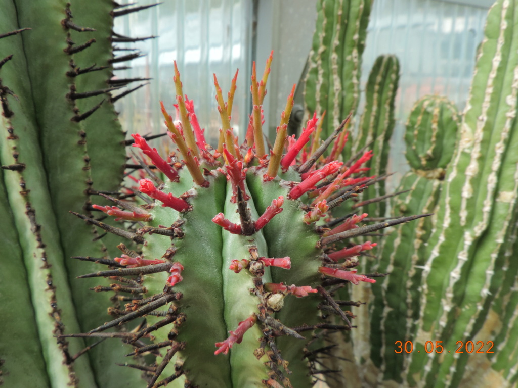 Cacti and Sukkulent in Köln, every day new flowers in the greenhouse Part 275 Bild9356