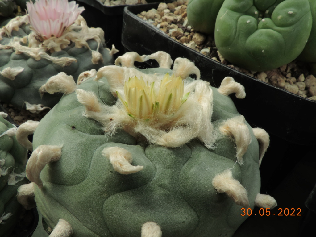 Cacti and Sukkulent in Köln, every day new flowers in the greenhouse Part 275 Bild9358