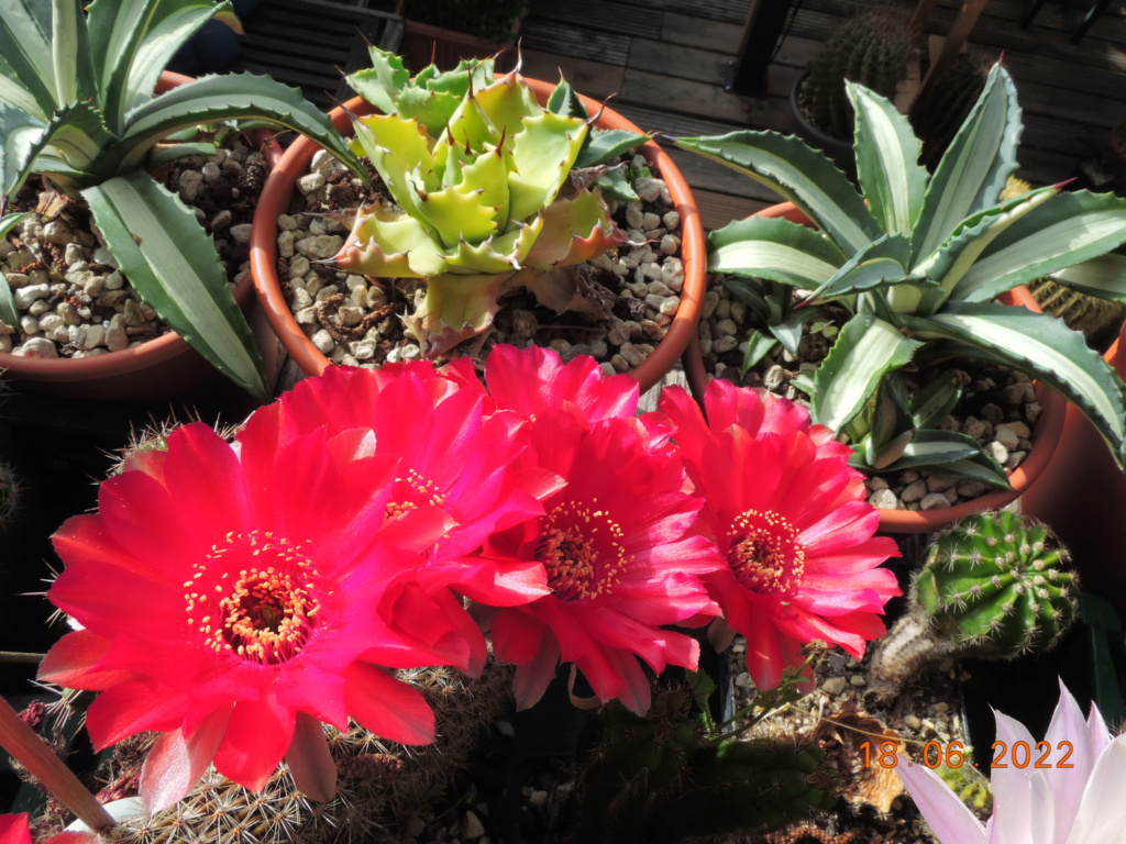 Cacti and Sukkulent in Köln, every day new flowers in the greenhouse Part 276 Bild9380