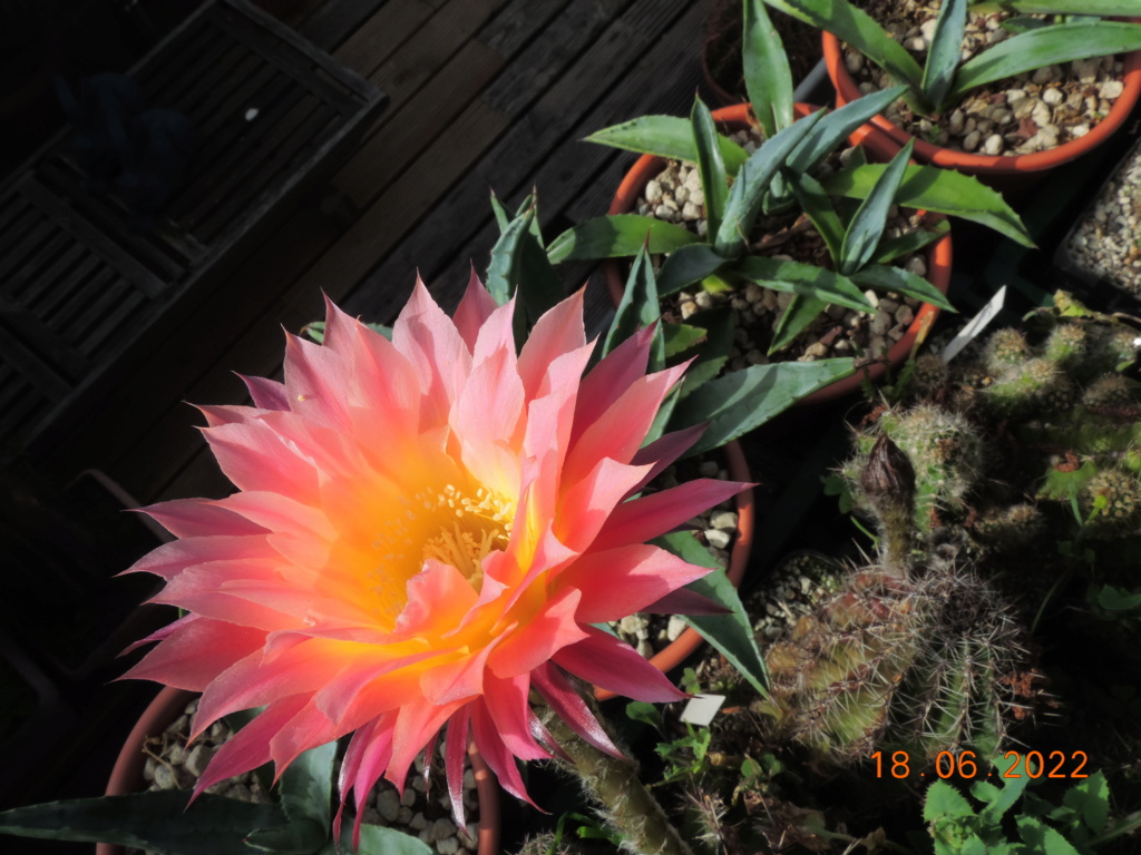 Cacti and Sukkulent in Köln, every day new flowers in the greenhouse Part 276 Bild9383
