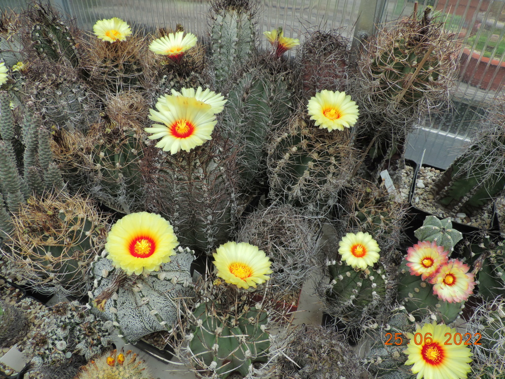 Cacti and Sukkulent in Köln, every day new flowers in the greenhouse Part 276 Bild9390