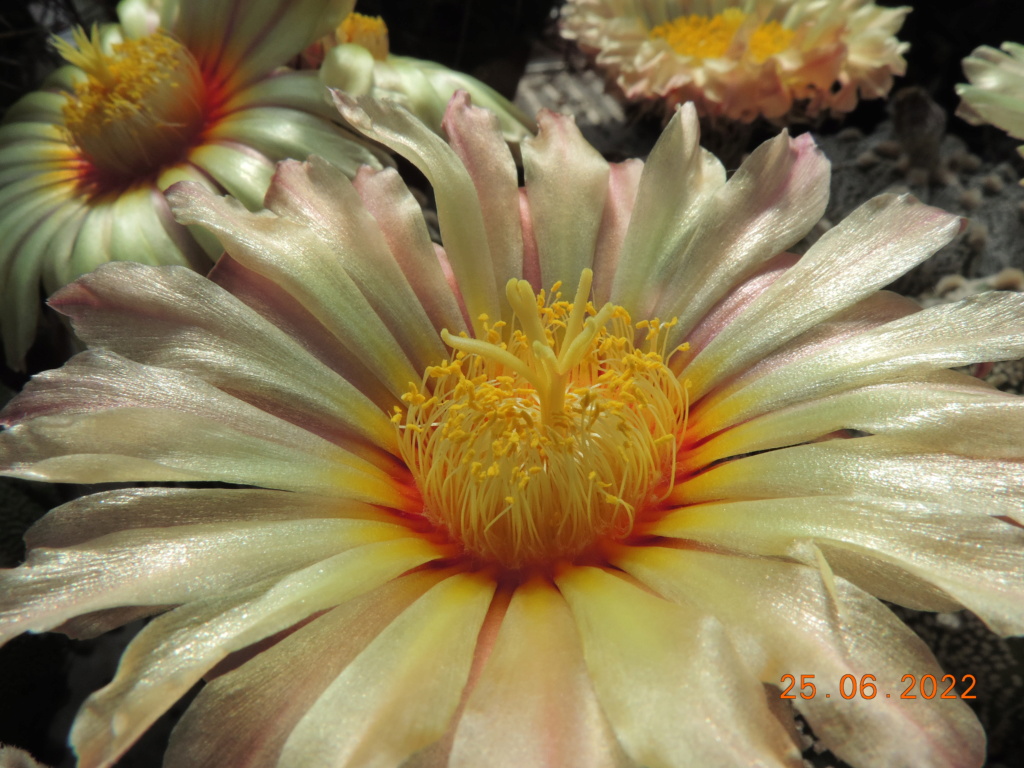 Cacti and Sukkulent in Köln, every day new flowers in the greenhouse Part 276 Bild9393