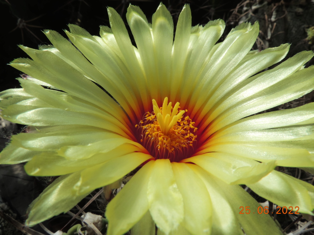 Cacti and Sukkulent in Köln, every day new flowers in the greenhouse Part 276 Bild9394