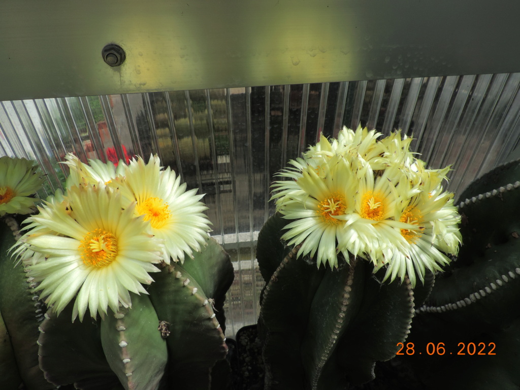 Cacti and Sukkulent in Köln, every day new flowers in the greenhouse Part 276 Bild9428