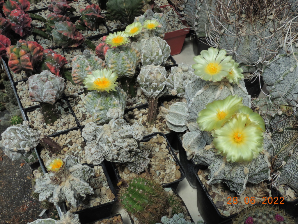 Cacti and Sukkulent in Köln, every day new flowers in the greenhouse Part 276 Bild9433