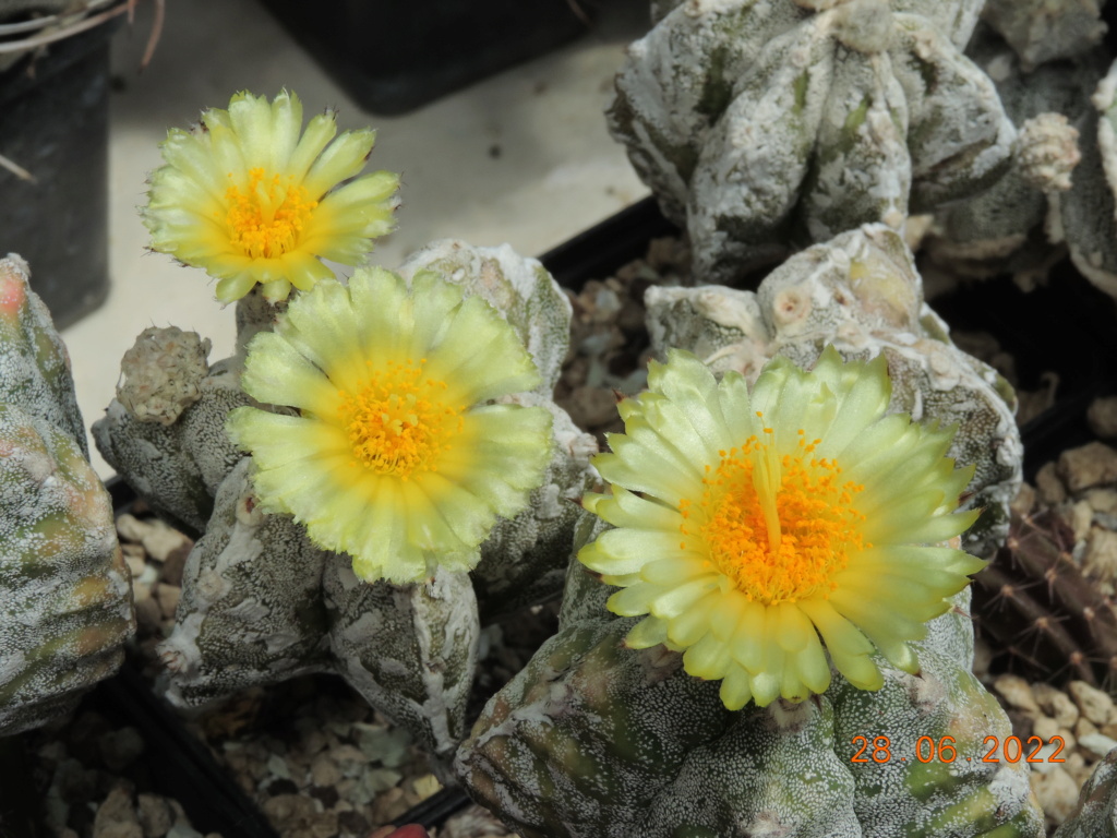 Cacti and Sukkulent in Köln, every day new flowers in the greenhouse Part 276 Bild9453