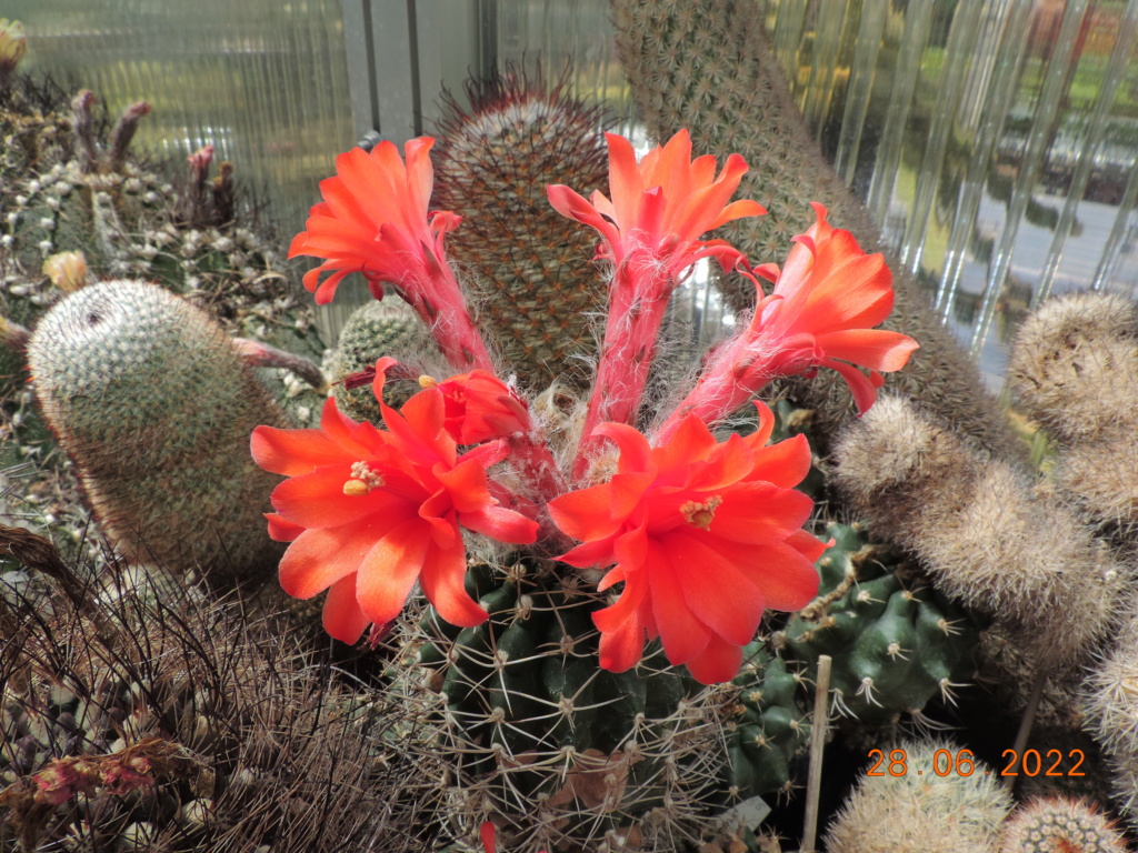 Cacti and Sukkulent in Köln, every day new flowers in the greenhouse Part 276 Bild9454