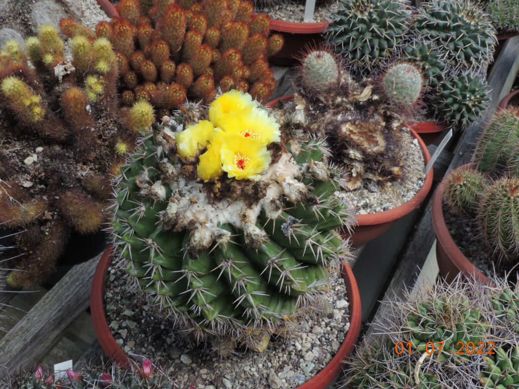 Cacti and Sukkulent in Köln, every day new flowers in the greenhouse Part 277 Bild9461