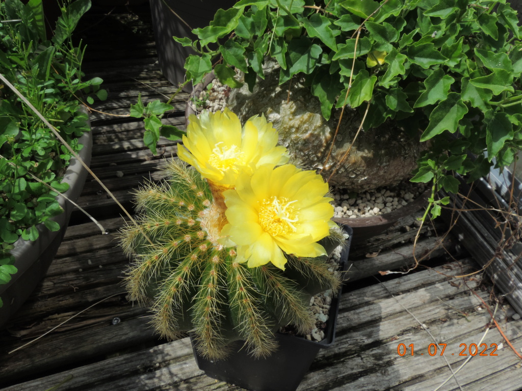 Cacti and Sukkulent in Köln, every day new flowers in the greenhouse Part 277 Bild9463