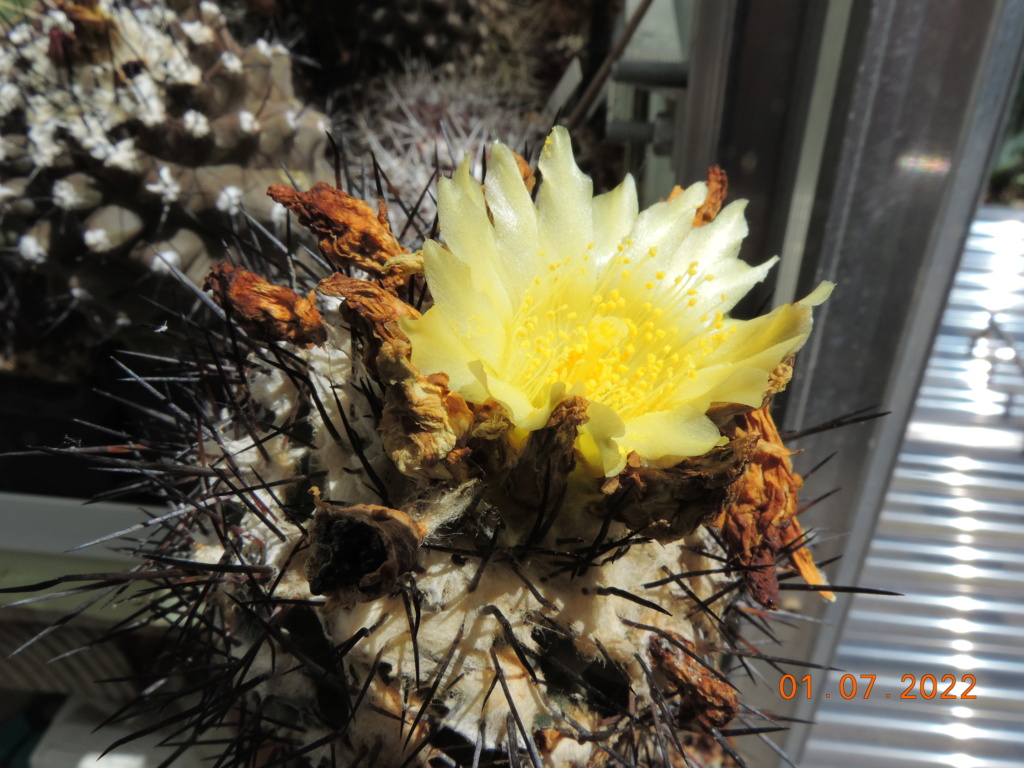 Cacti and Sukkulent in Köln, every day new flowers in the greenhouse Part 277 Bild9464