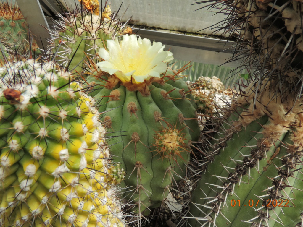 Cacti and Sukkulent in Köln, every day new flowers in the greenhouse Part 277 Bild9465