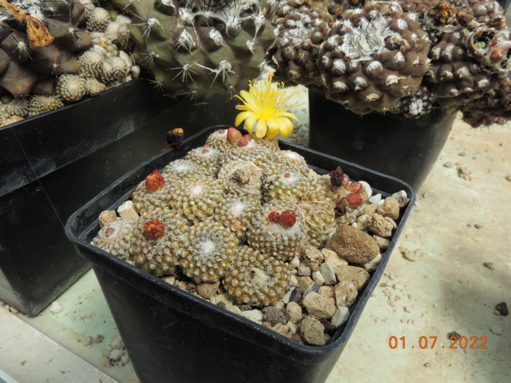 Cacti and Sukkulent in Köln, every day new flowers in the greenhouse Part 277 Bild9466