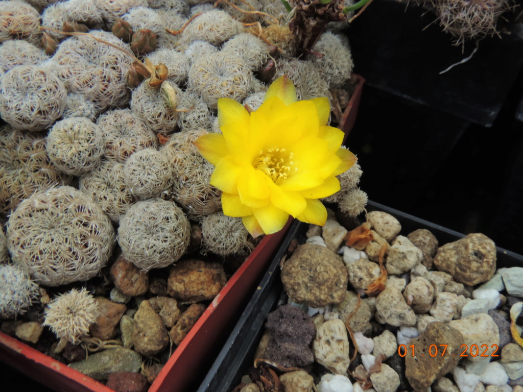Cacti and Sukkulent in Köln, every day new flowers in the greenhouse Part 277 Bild9467