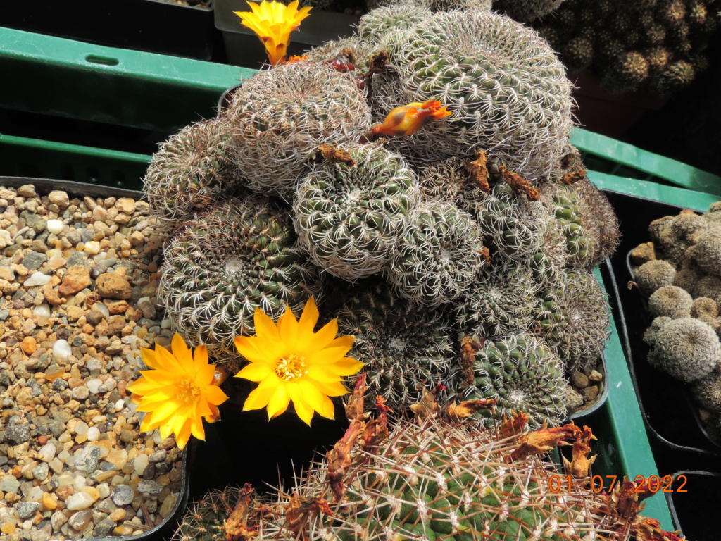 Cacti and Sukkulent in Köln, every day new flowers in the greenhouse Part 277 Bild9468