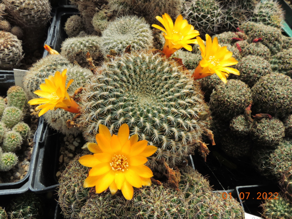 Cacti and Sukkulent in Köln, every day new flowers in the greenhouse Part 277 Bild9469
