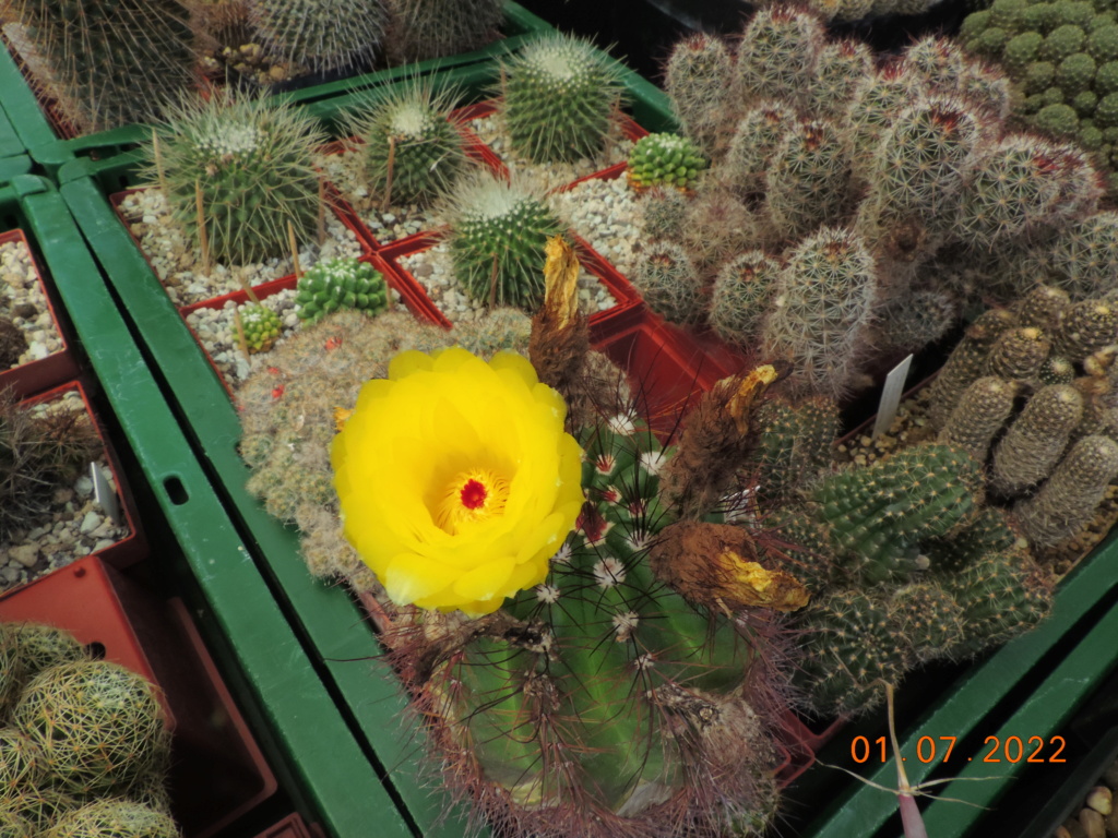 Cacti and Sukkulent in Köln, every day new flowers in the greenhouse Part 277 Bild9472