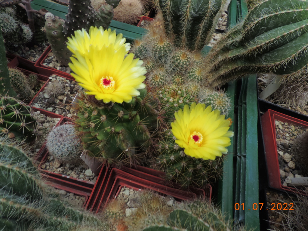 Cacti and Sukkulent in Köln, every day new flowers in the greenhouse Part 277 Bild9473