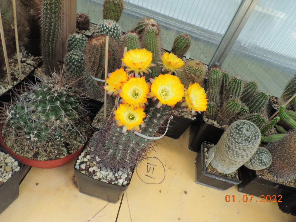 Cacti and Sukkulent in Köln, every day new flowers in the greenhouse Part 277 Bild9474