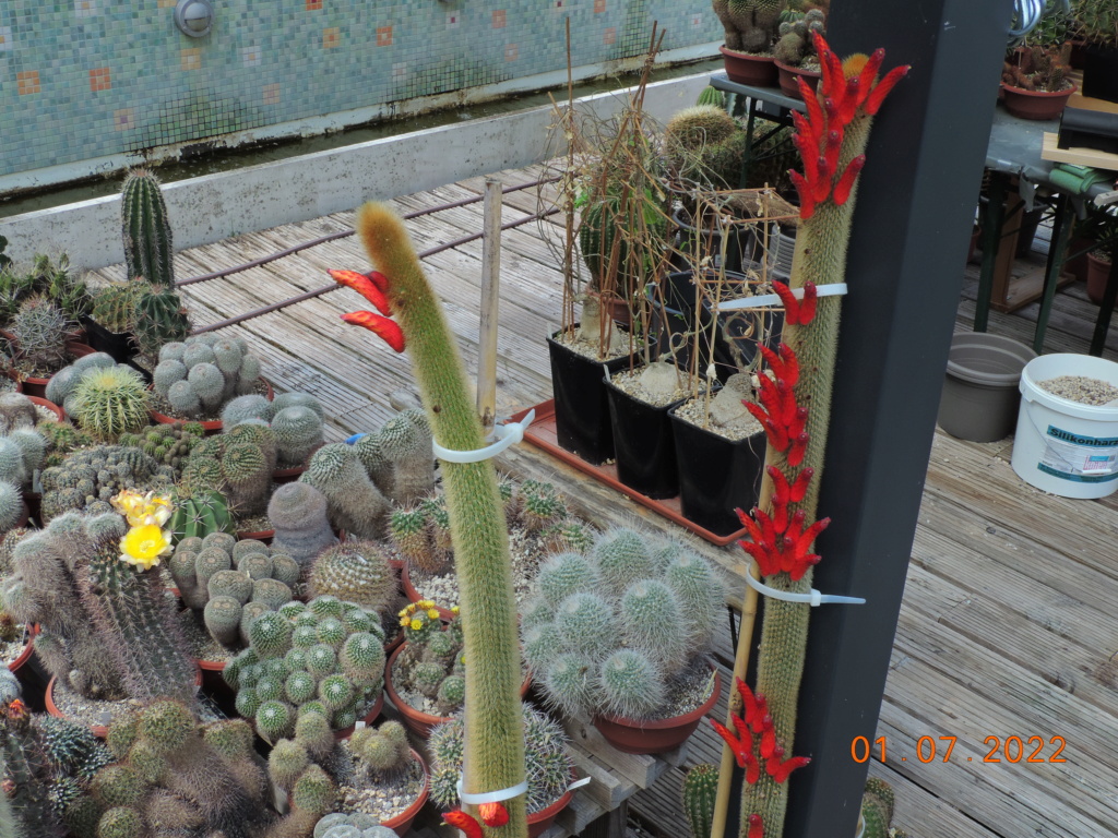 Cacti and Sukkulent in Köln, every day new flowers in the greenhouse Part 277 Bild9479