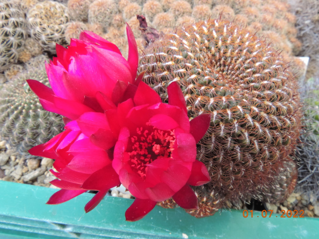 Cacti and Sukkulent in Köln, every day new flowers in the greenhouse Part 277 Bild9481