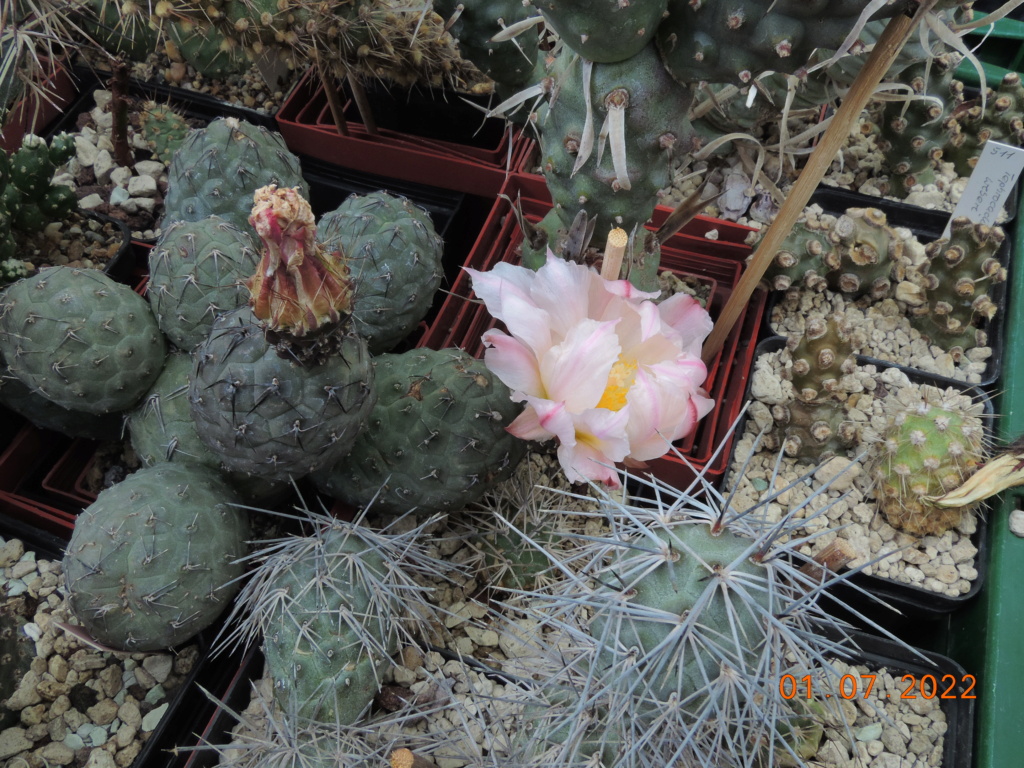 Cacti and Sukkulent in Köln, every day new flowers in the greenhouse Part 277 Bild9482
