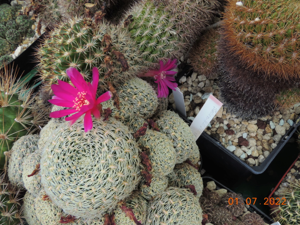 Cacti and Sukkulent in Köln, every day new flowers in the greenhouse Part 277 Bild9483