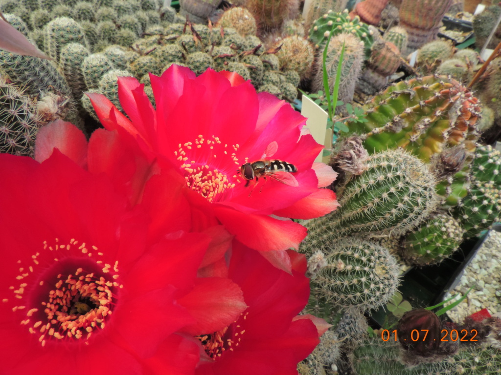 Cacti and Sukkulent in Köln, every day new flowers in the greenhouse Part 277 Bild9487