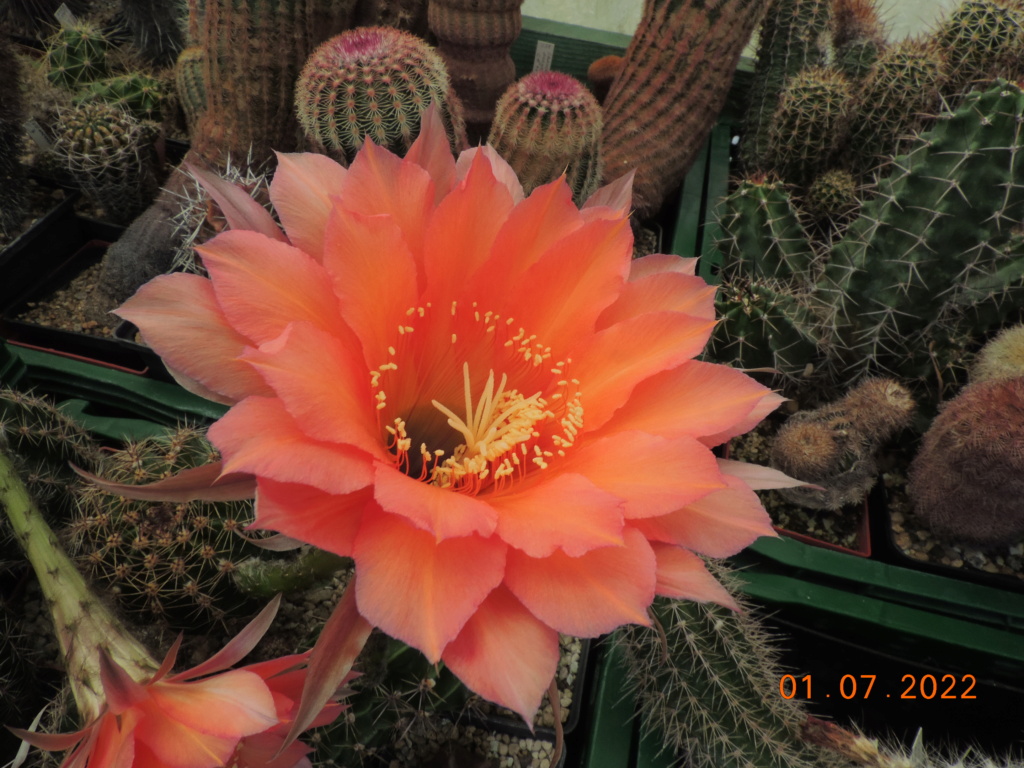 Cacti and Sukkulent in Köln, every day new flowers in the greenhouse Part 277 Bild9488