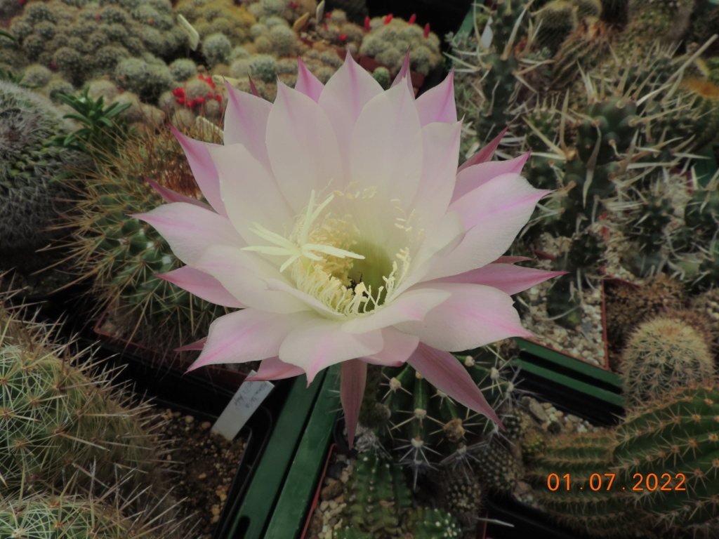 Cacti and Sukkulent in Köln, every day new flowers in the greenhouse Part 277 Bild9489