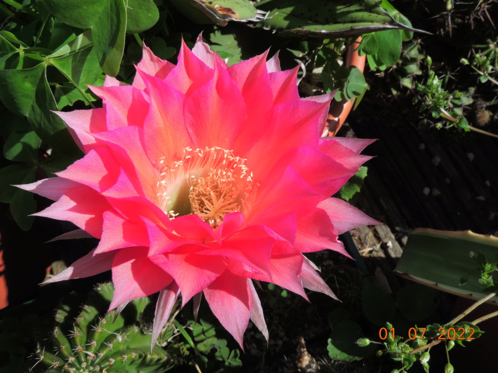 Cacti and Sukkulent in Köln, every day new flowers in the greenhouse Part 277 Bild9491