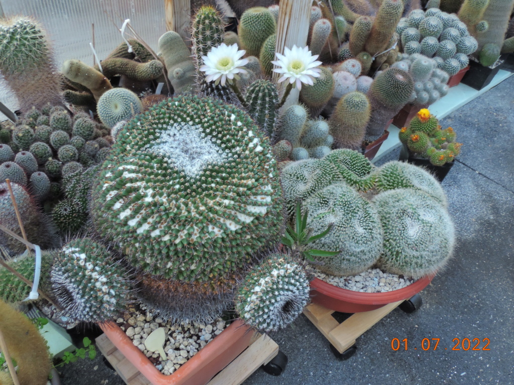 Cacti and Sukkulent in Köln, every day new flowers in the greenhouse Part 277 Bild9497