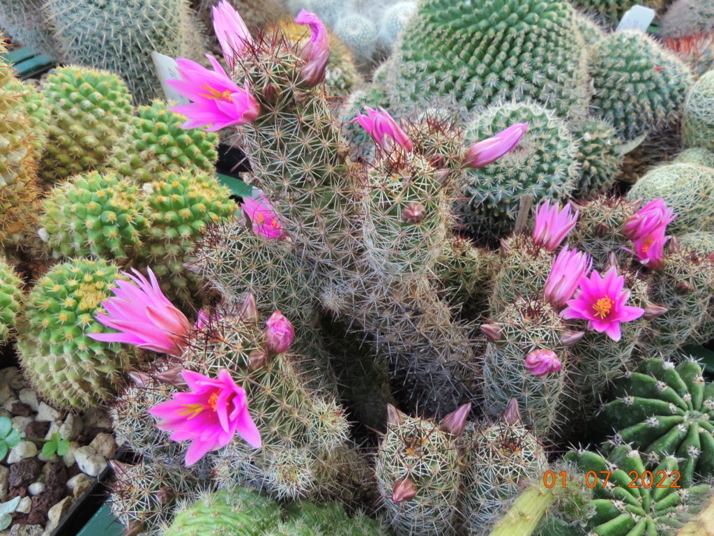 Cacti and Sukkulent in Köln, every day new flowers in the greenhouse Part 277 Bild9498