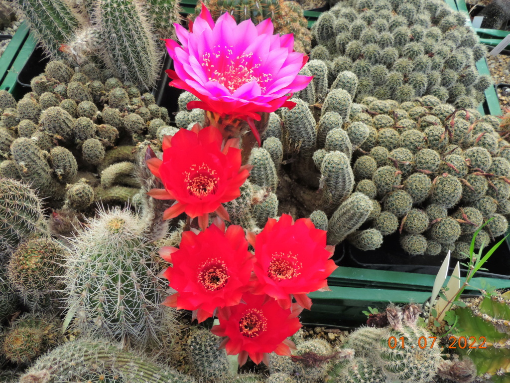 Cacti and Sukkulent in Köln, every day new flowers in the greenhouse Part 277 Bild9499