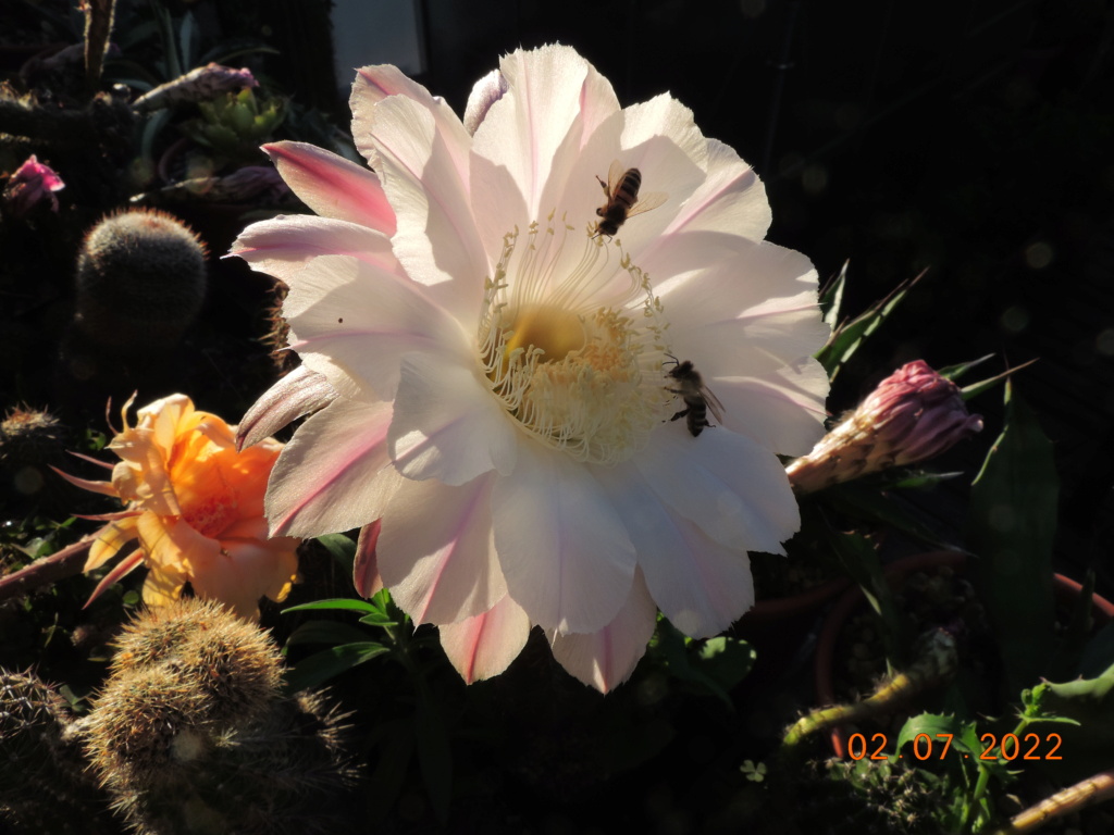 Cacti and Sukkulent in Köln, every day new flowers in the greenhouse Part 277 Bild9507