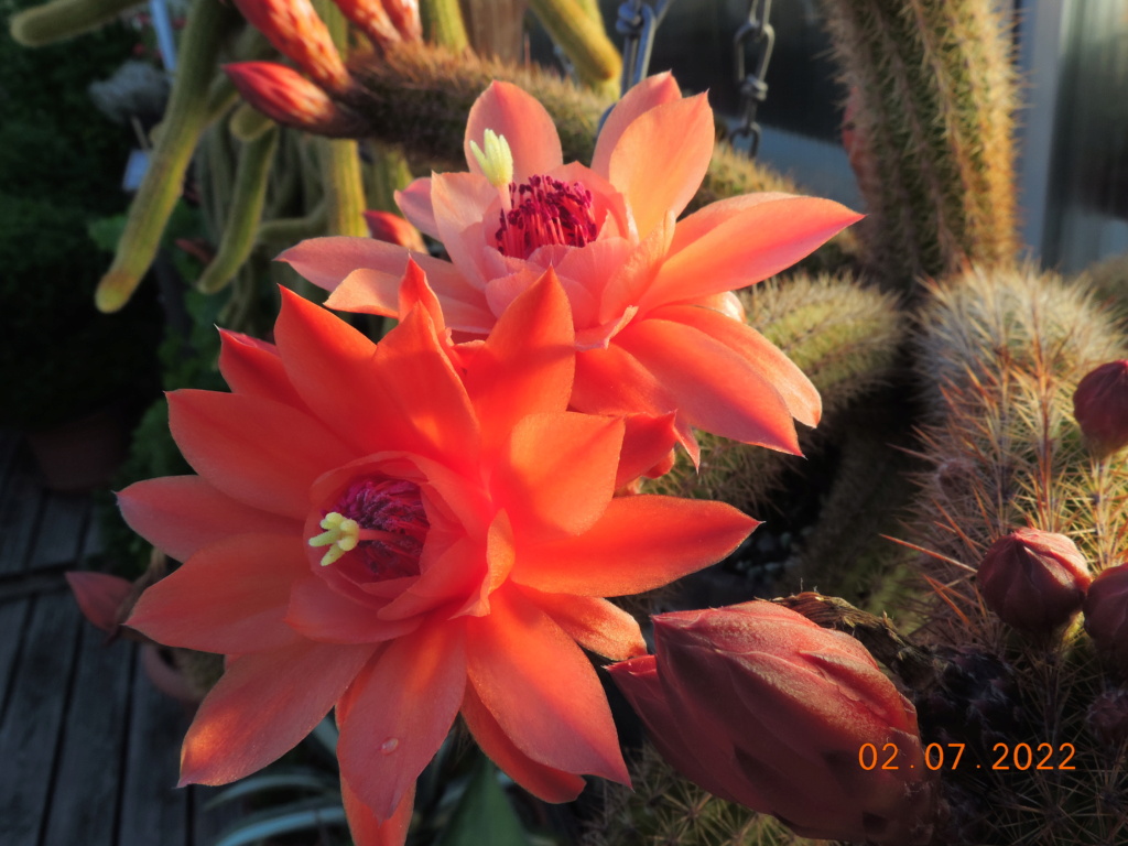 Cacti and Sukkulent in Köln, every day new flowers in the greenhouse Part 277 Bild9508