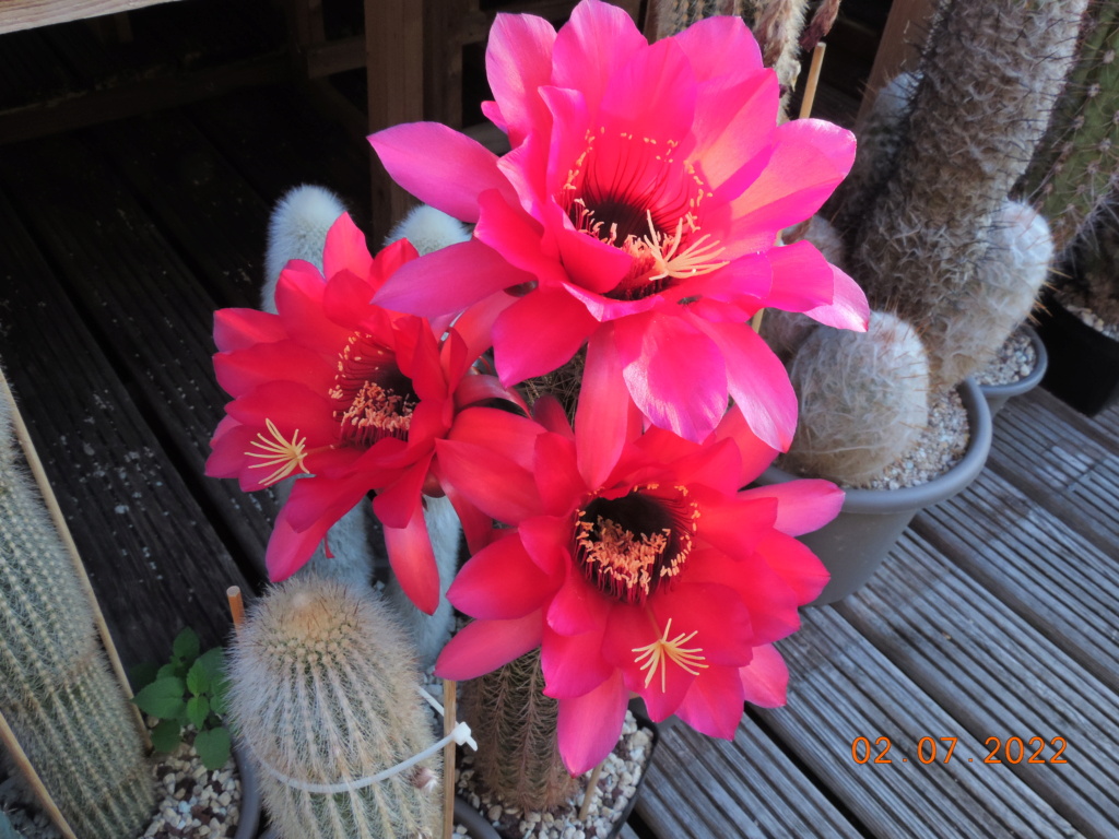 Cacti and Sukkulent in Köln, every day new flowers in the greenhouse Part 277 Bild9509