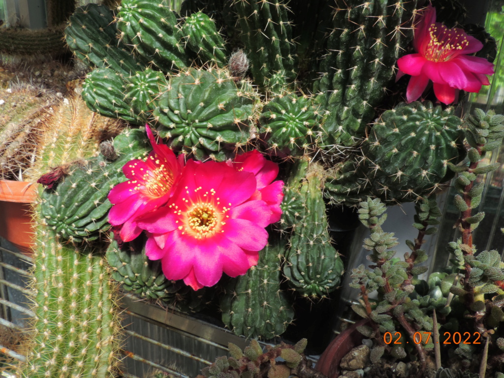 Cacti and Sukkulent in Köln, every day new flowers in the greenhouse Part 277 Bild9512