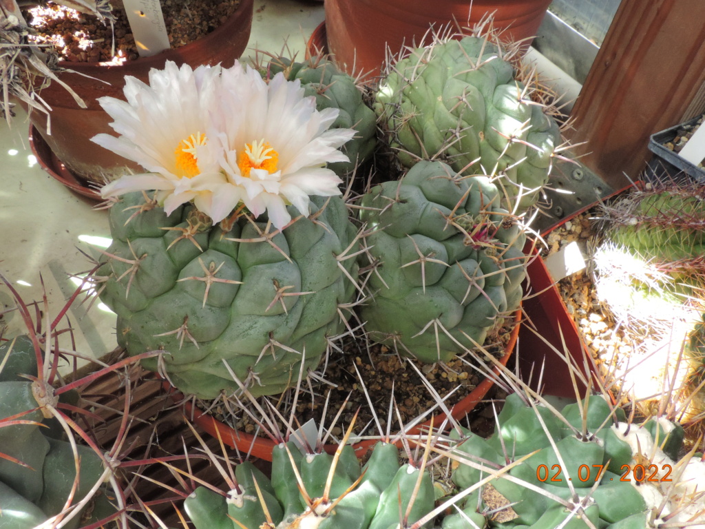 Cacti and Sukkulent in Köln, every day new flowers in the greenhouse Part 277 Bild9513